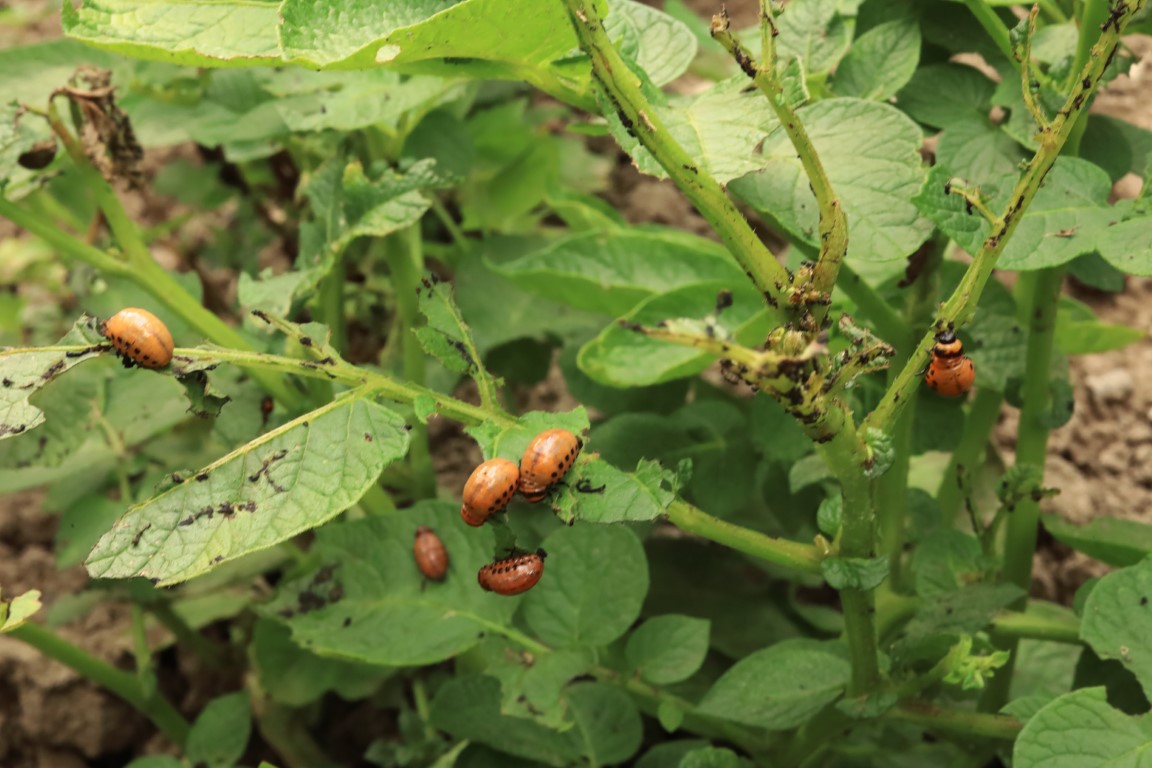 aphids and beetles feeding on potato plants sheltered under tunnel greenhouse